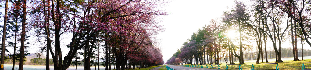 今年の二十間桜並木です