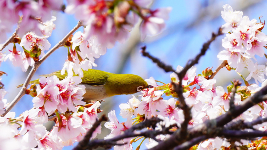 日本で一番遅い桜開花