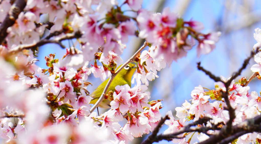 日本で一番遅い桜開花