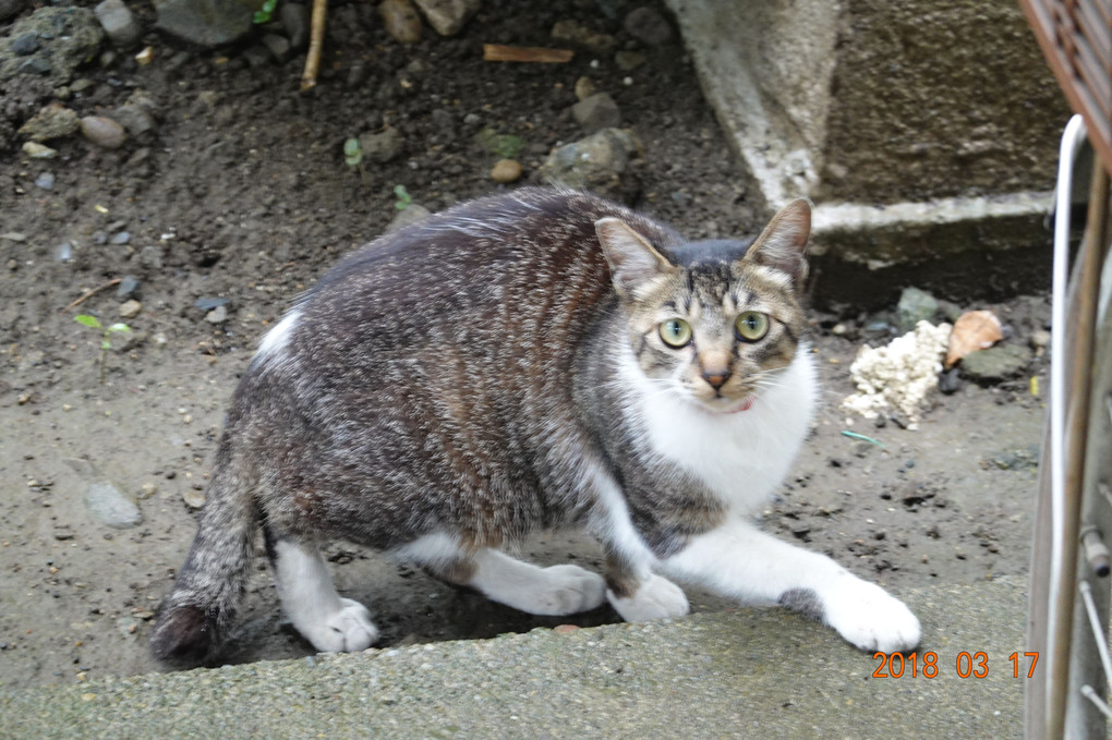 ねこ