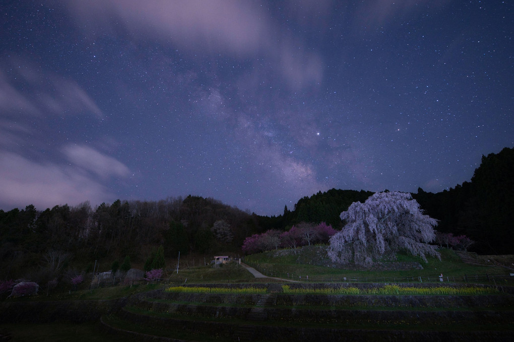 一本桜