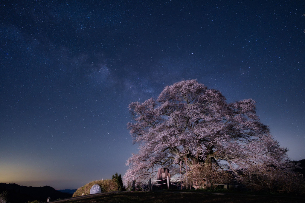 一本桜