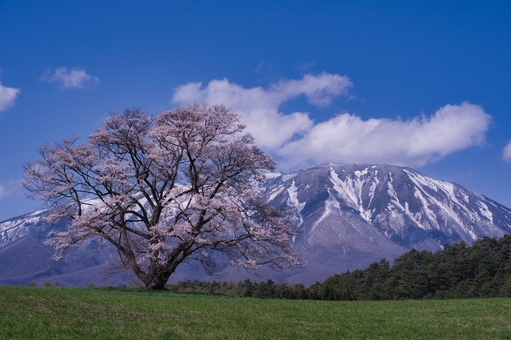 一本桜