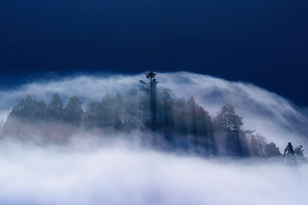 霧のドームに包まれる森