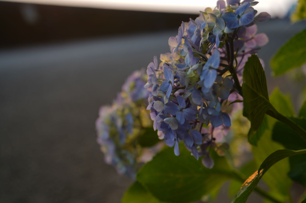 紫陽花リベンジ