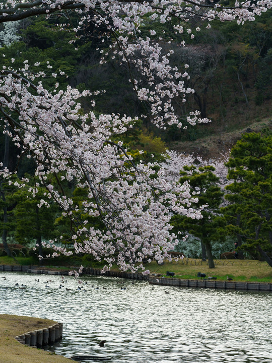 日本の春
