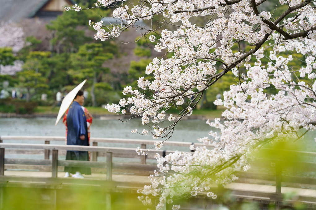 日本の春