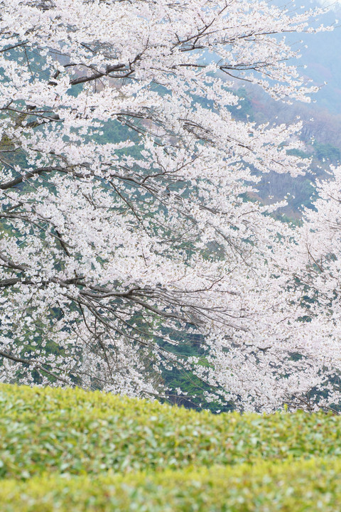 霞間ヶ渓で桜の撮影実習