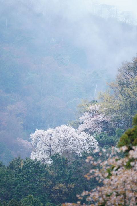 霞間ヶ渓で桜の撮影実習