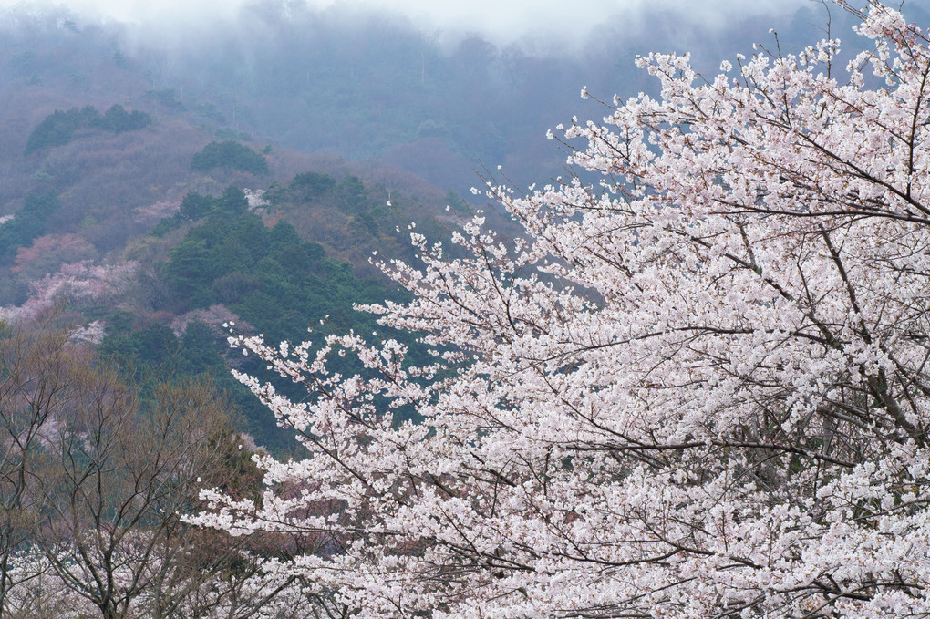 霞間ヶ渓で桜の撮影実習