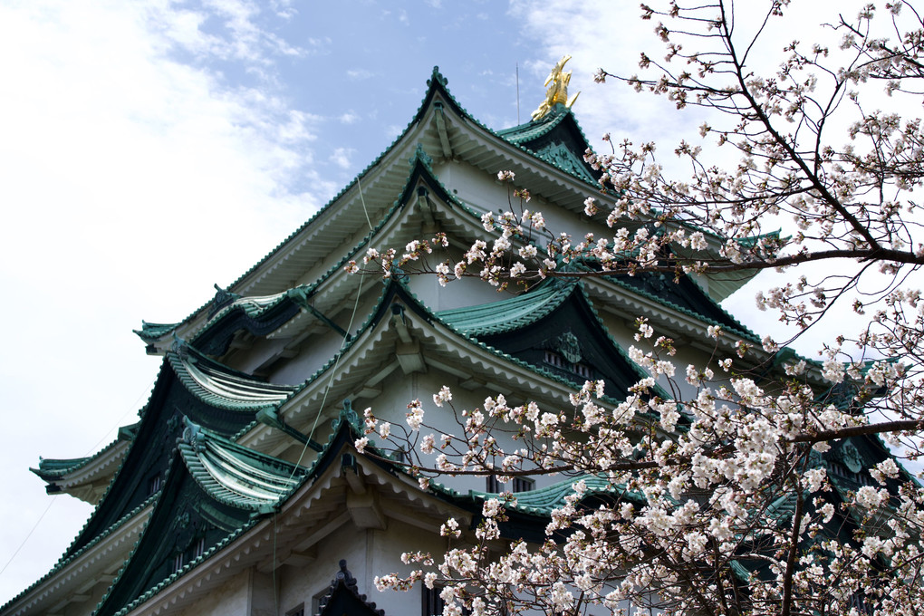 名古屋城の春