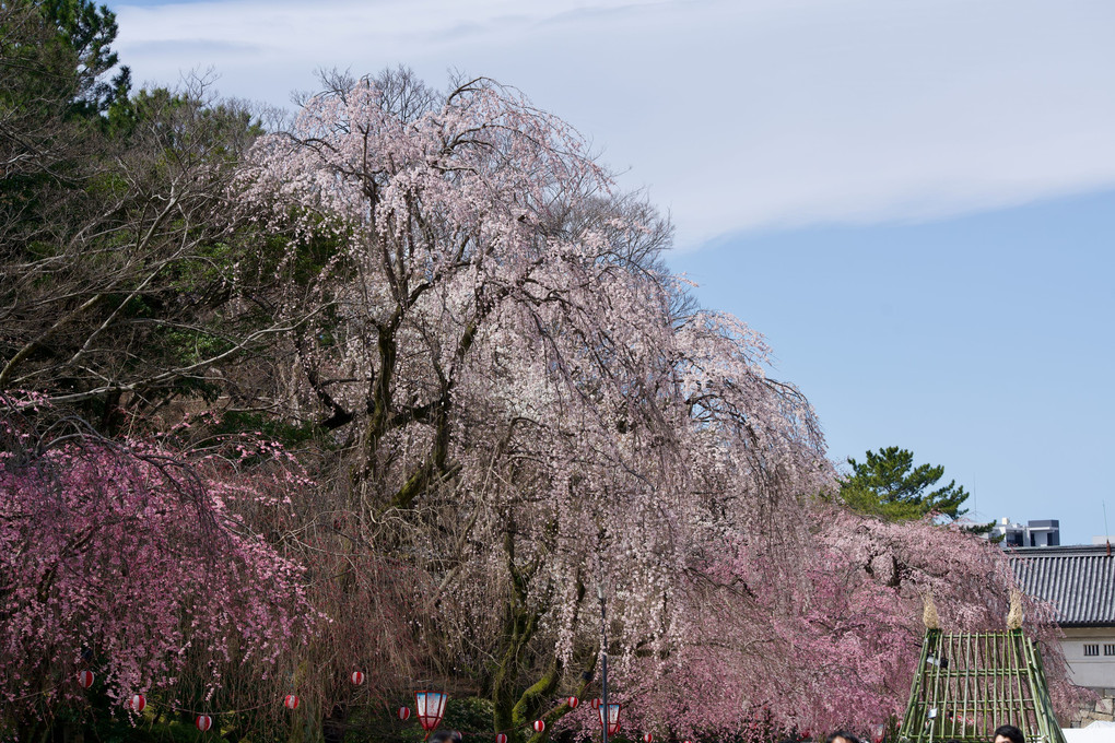 名古屋城の春