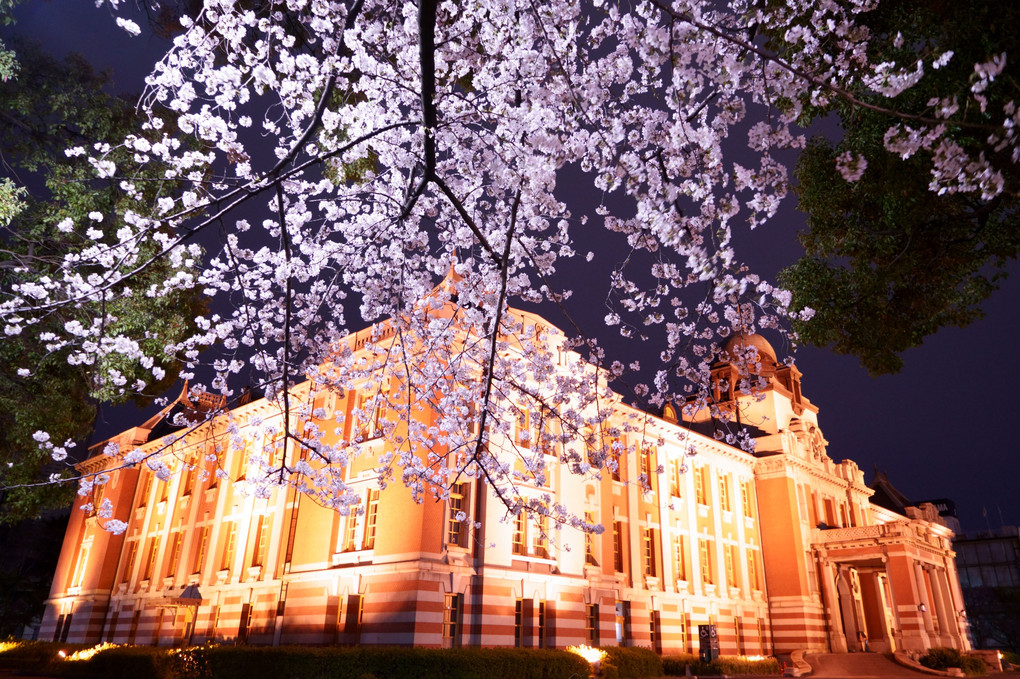 裁きの場所の桜