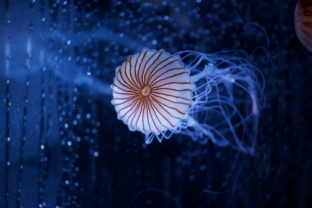 Jellyfish