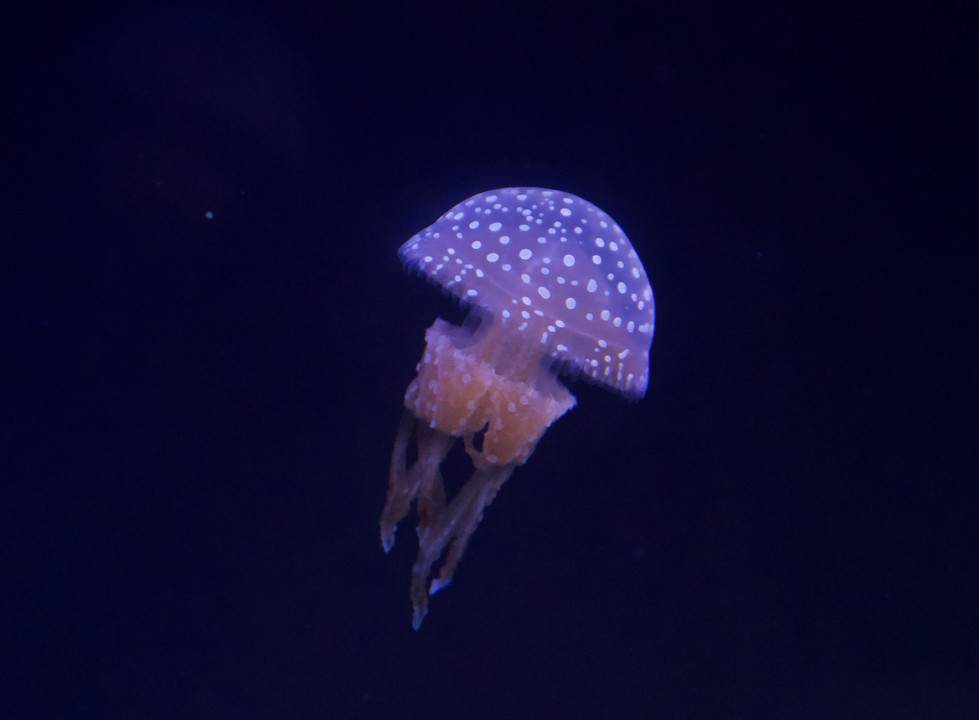 Jellyfish