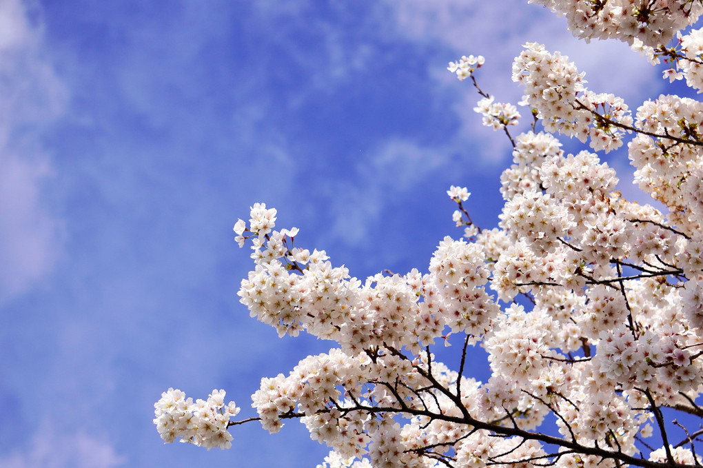 満開の青空