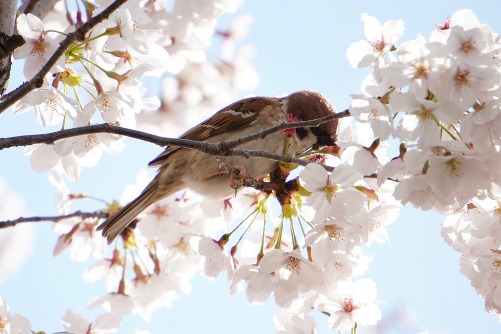 みんな桜の花に夢中