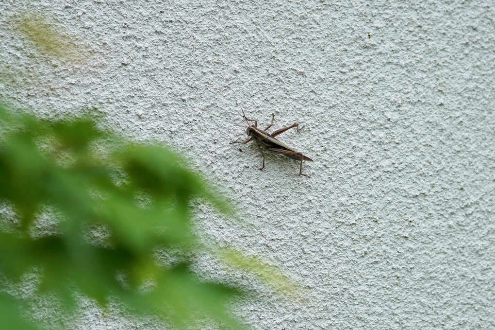 今朝の植え込み