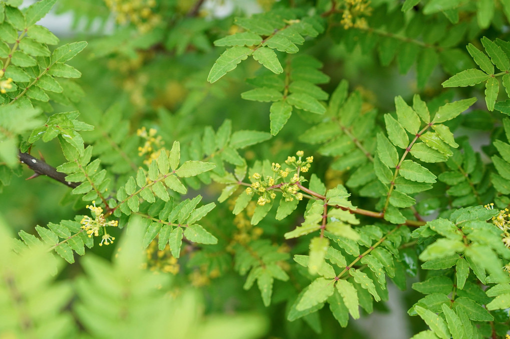 今朝の植え込み