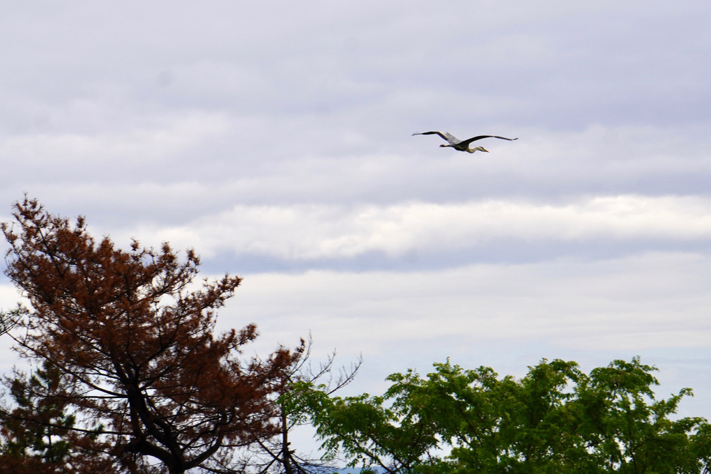 琵琶湖の鳥たち