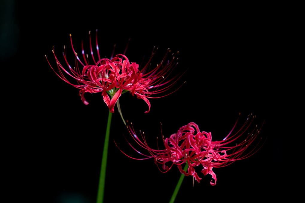 蝶と花の競演