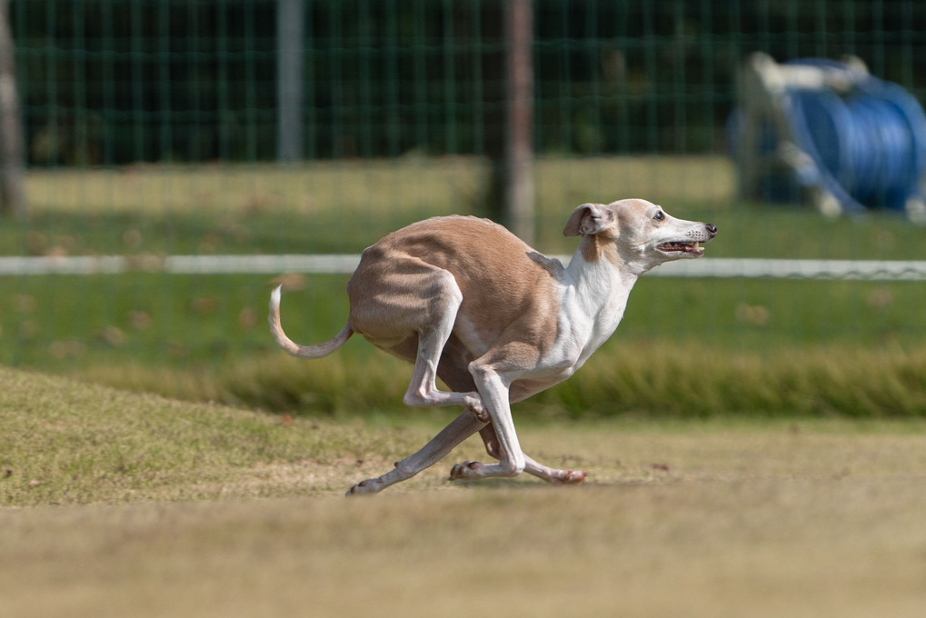 ダブルサスペンションギャロップ