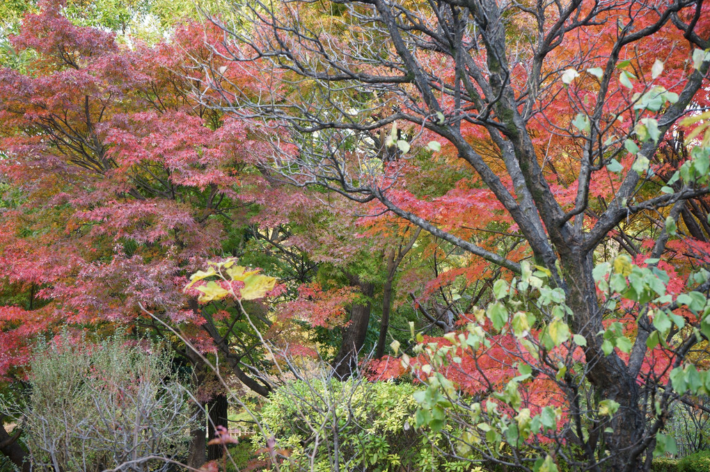 紅葉