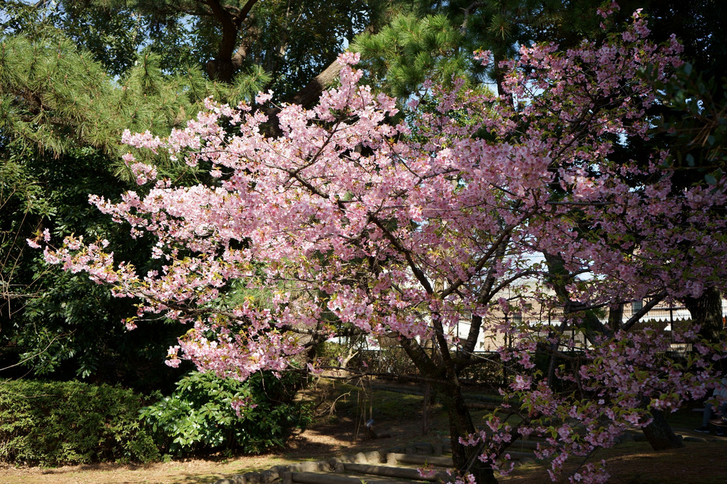 桜