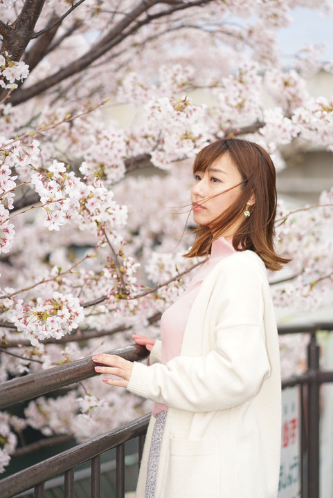 桜🌸と鯉のぼり🎏