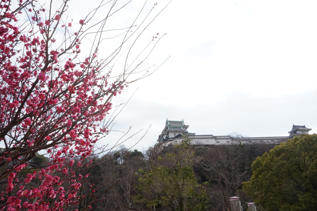 和歌山城と梅