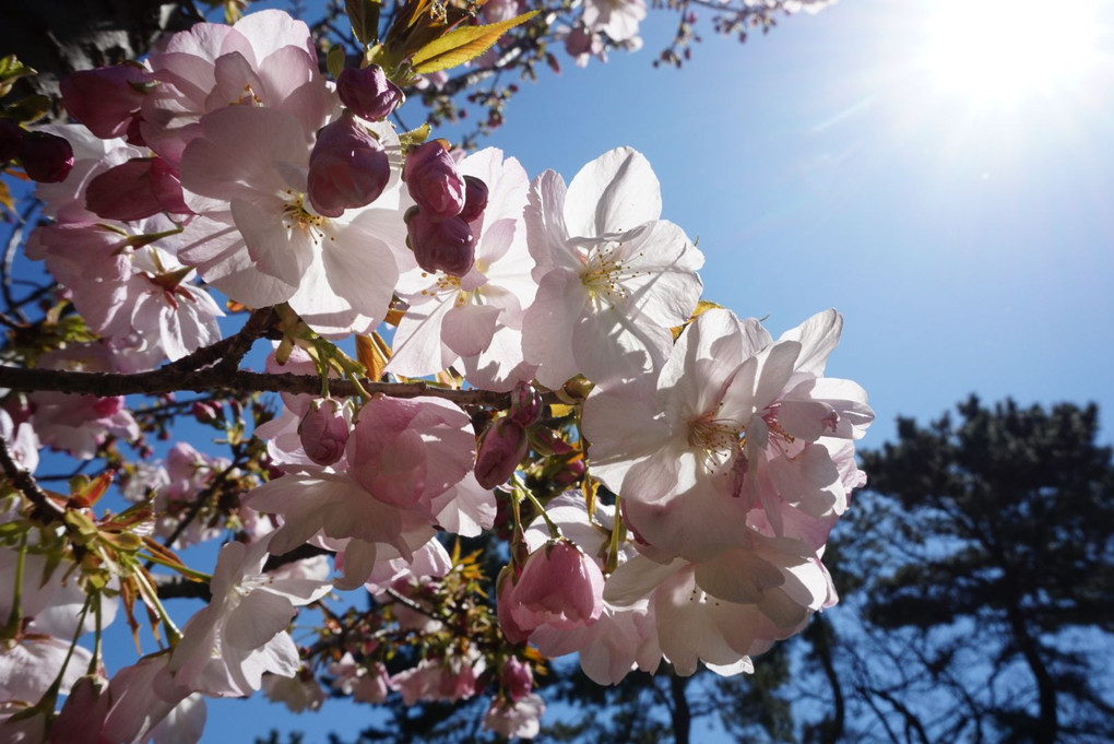 枝垂れ桜