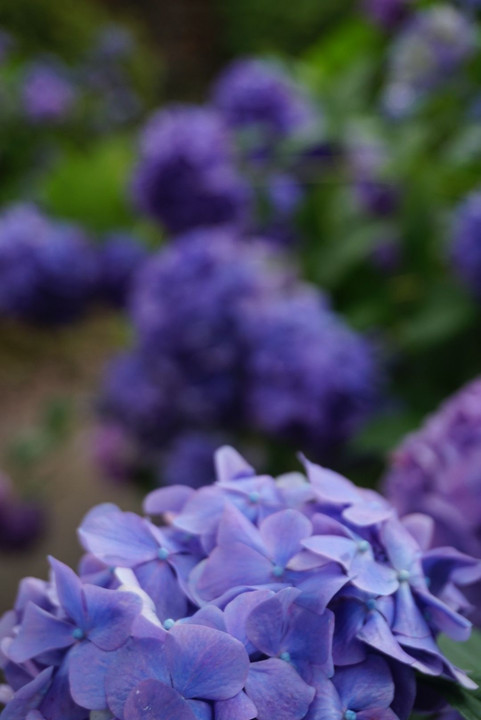 雨上がりの紫陽花達
