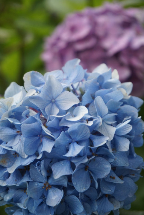 雨上がりの紫陽花達