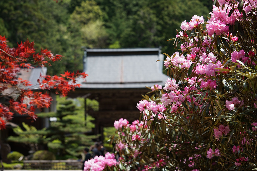 高野山 金剛三昧院