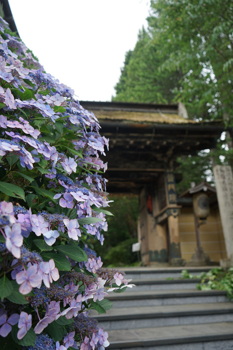 7月高野山　紫陽花