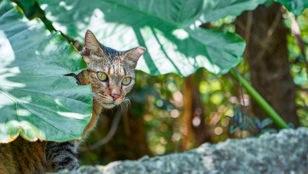 ねこさん