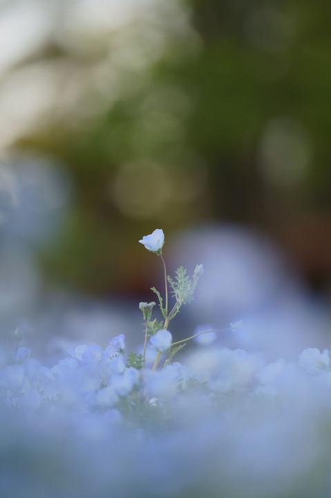 ラピスラズリの花