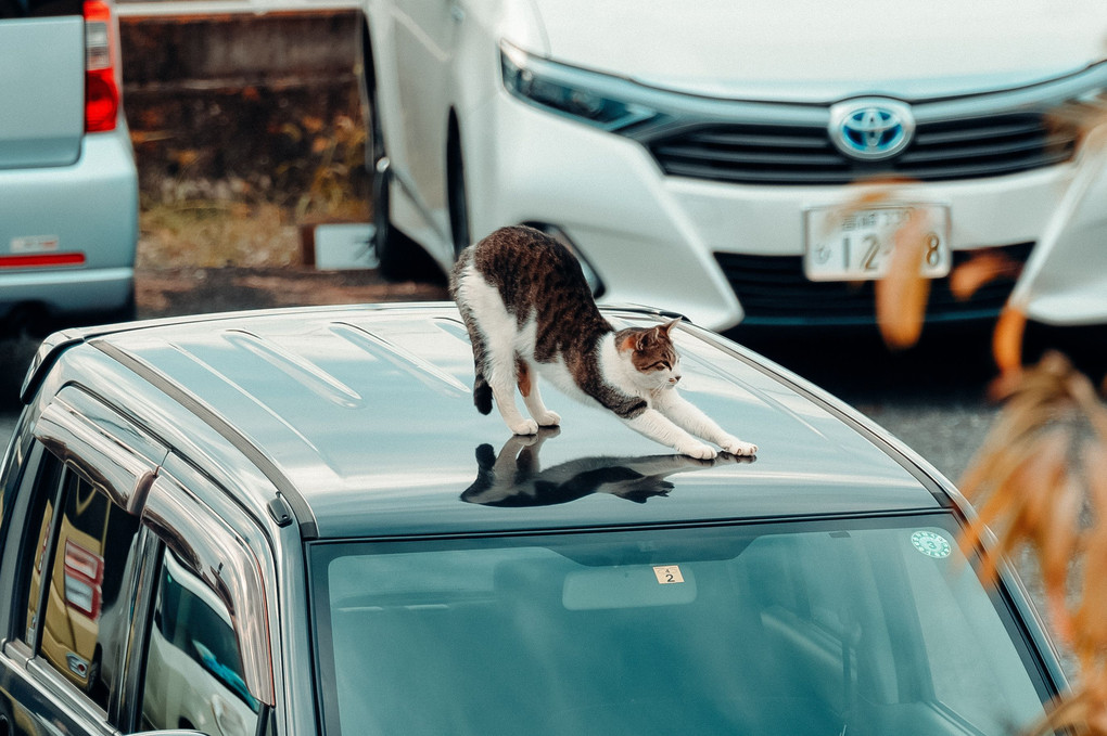 車上の猫