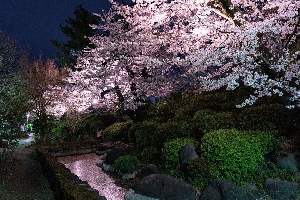高崎城跡夜桜