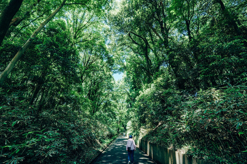 母の散歩道