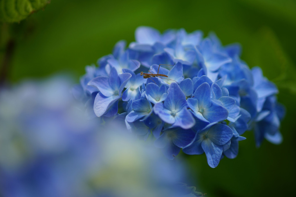 紫陽花と妖精