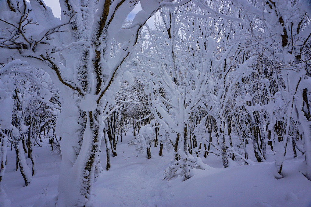 雪山散歩