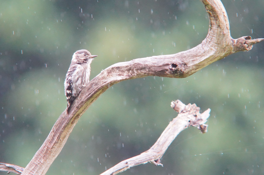 細雨の中で