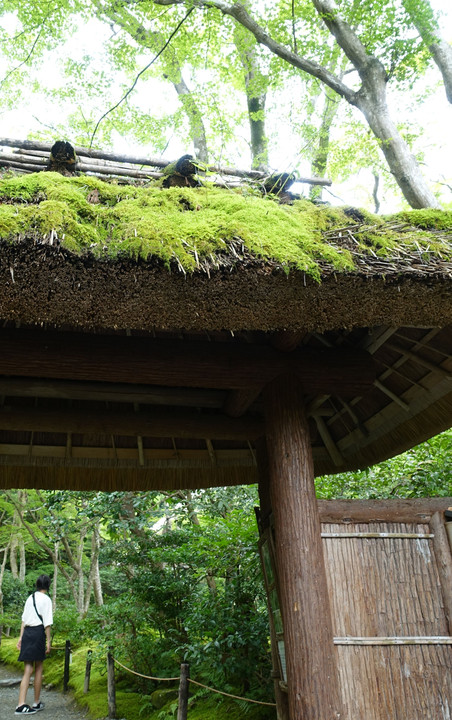 祇王寺の緑