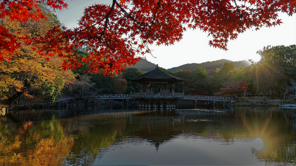 晩秋の奈良公園浮見堂の1日