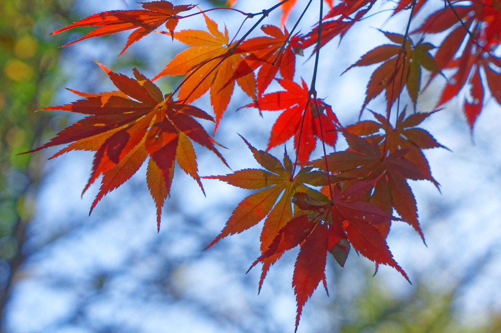 御苑の紅葉