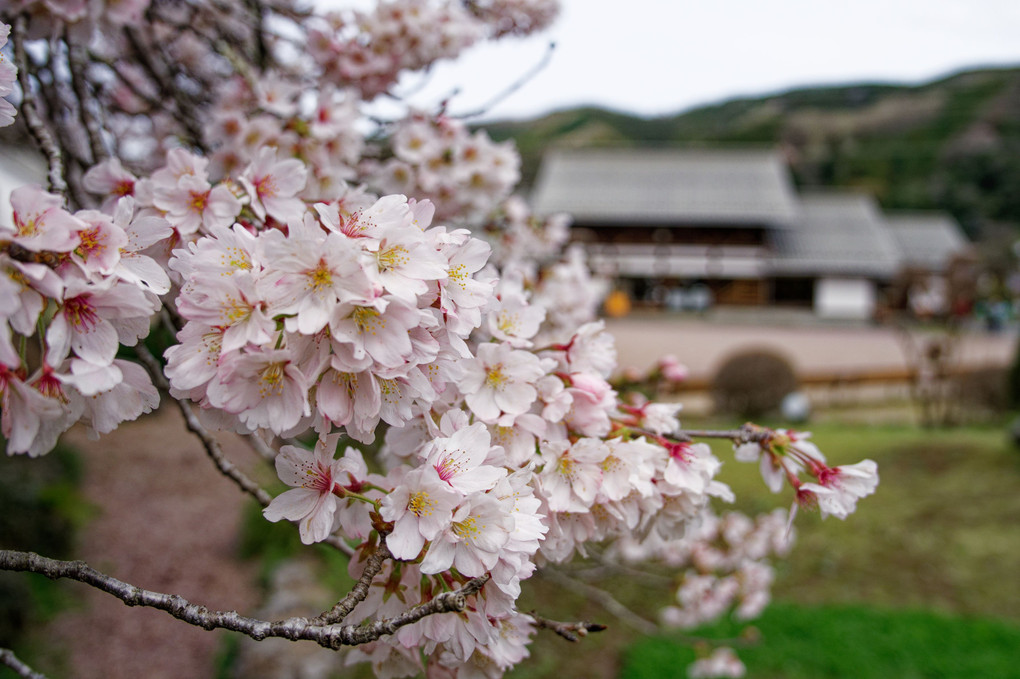 桜満開の和紙の里