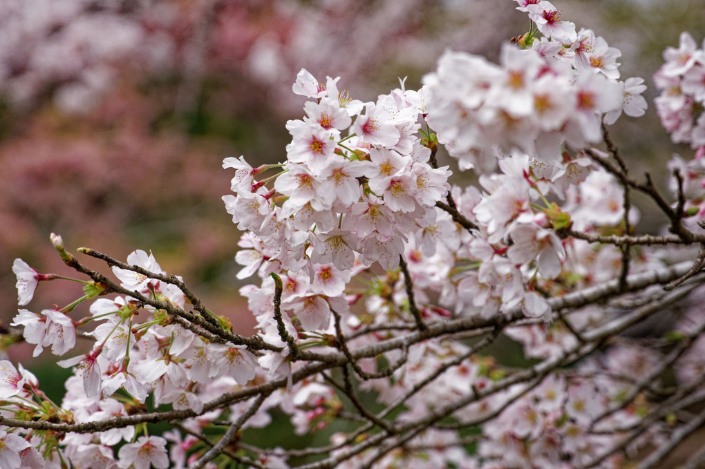 桜満開の和紙の里