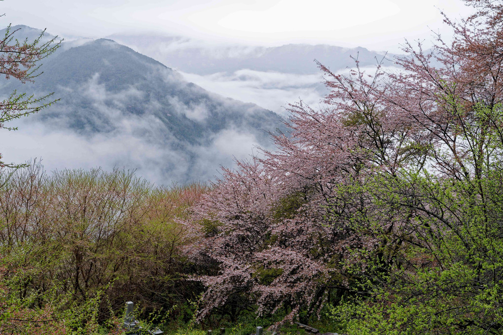 桜追撃撮影旅３日目の朝