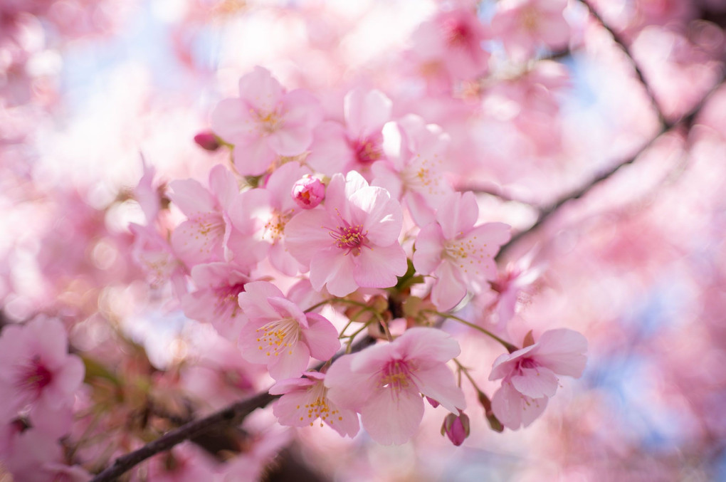 近所の河津桜